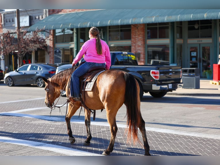 American Quarter Horse Merrie 13 Jaar 150 cm Buckskin in Forney, TX