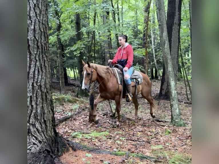 American Quarter Horse Merrie 13 Jaar 150 cm Donkere-vos in Granby, CT