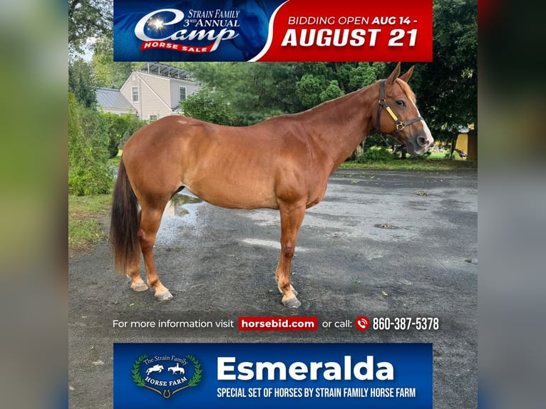 American Quarter Horse Merrie 13 Jaar 150 cm Donkere-vos in Granby, CT