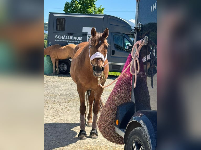 American Quarter Horse Mix Merrie 13 Jaar 150 cm Donkere-vos in Wila American Quarter Horse Mix Merrie 13 Jaar 150 cm Donkere-vos in Wila