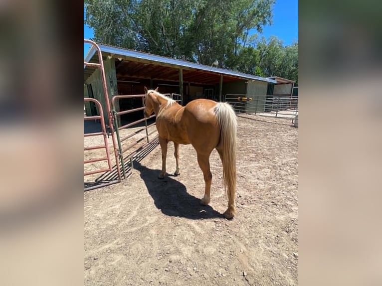 American Quarter Horse Merrie 13 Jaar 150 cm Palomino in Espanola