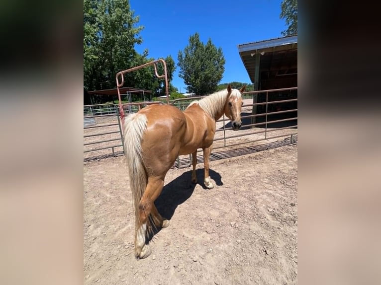 American Quarter Horse Merrie 13 Jaar 150 cm Palomino in Espanola