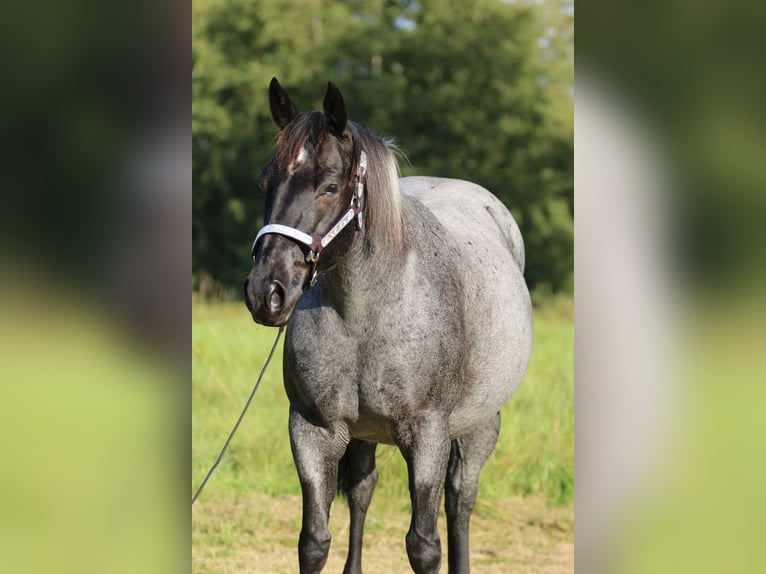 American Quarter Horse Merrie 13 Jaar 150 cm Roan-Blue in Rostock