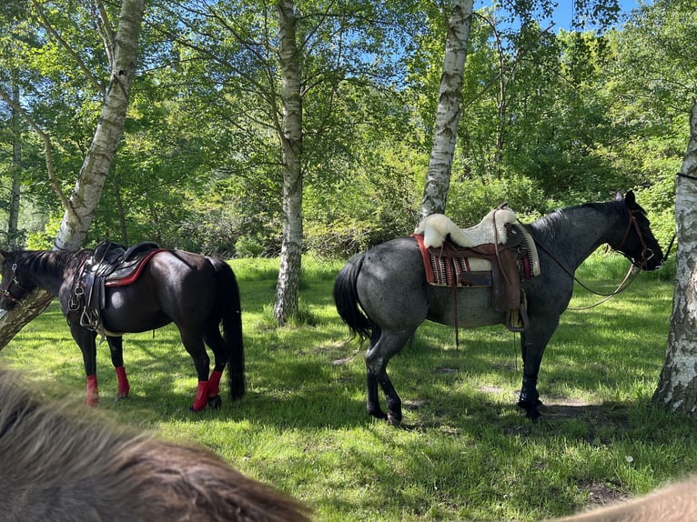 American Quarter Horse Merrie 13 Jaar 150 cm Roan-Blue in Rostock