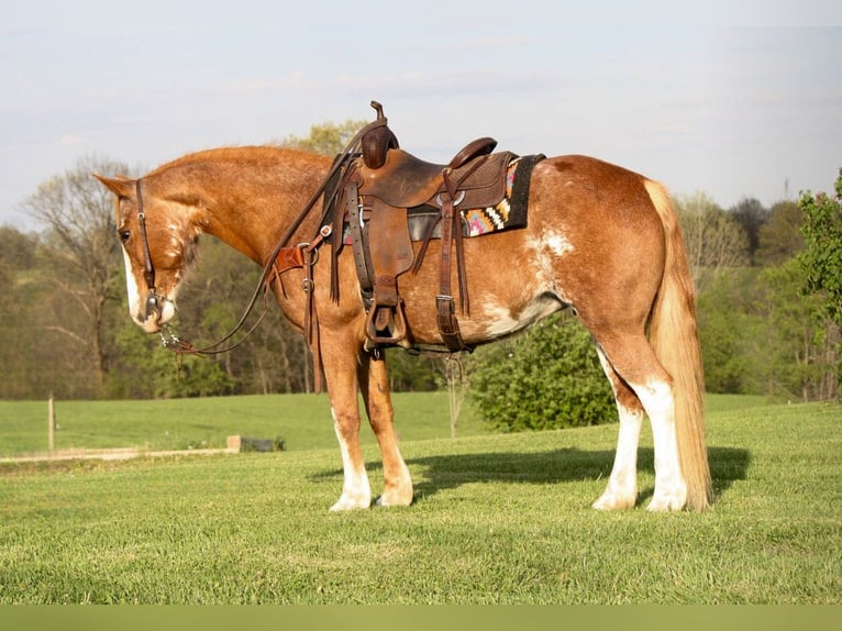 American Quarter Horse Mix Merrie 13 Jaar 150 cm Roan-Red in Owensville