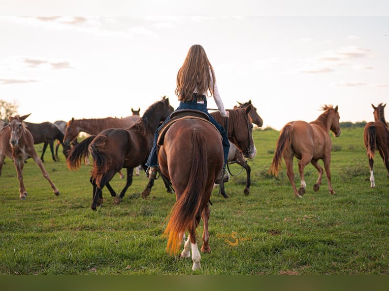 American Quarter Horse Merrie 13 Jaar 150 cm Roodvos in Bogard