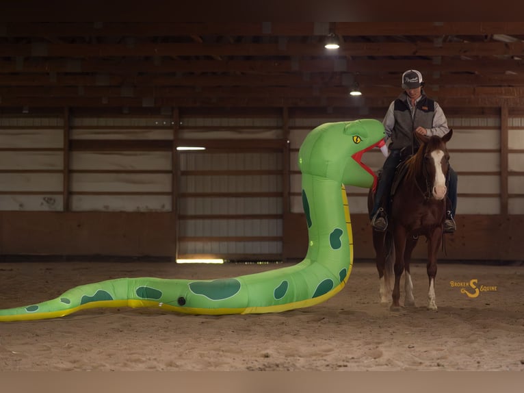 American Quarter Horse Merrie 13 Jaar 150 cm Roodvos in Bogard