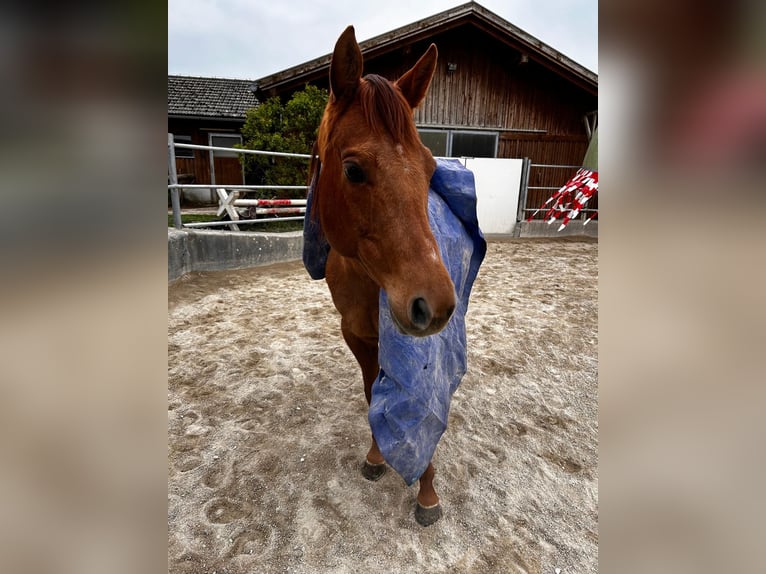 American Quarter Horse Merrie 13 Jaar 150 cm Vos in Linz