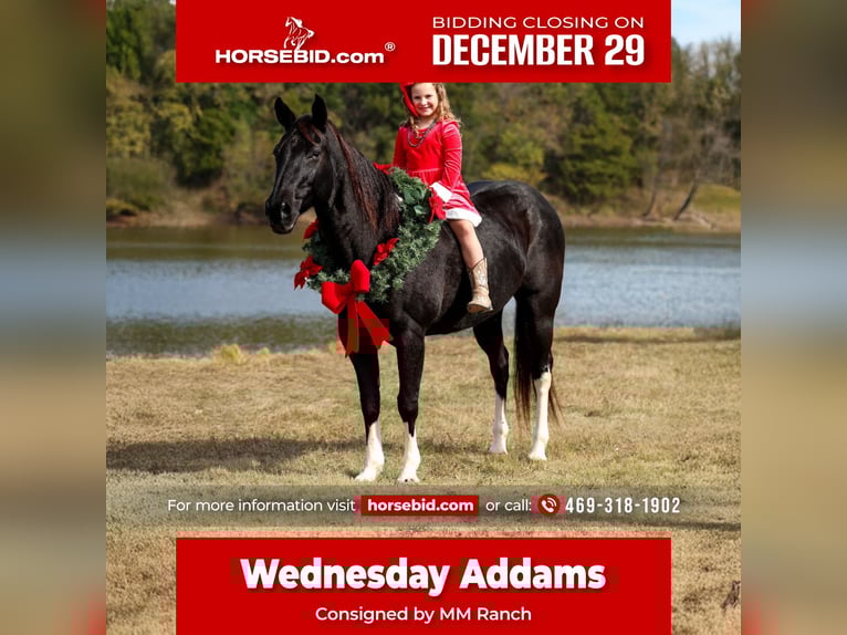 American Quarter Horse Merrie 13 Jaar 150 cm Zwart in Forney