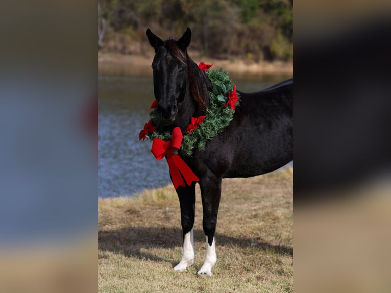 American Quarter Horse Merrie 13 Jaar 150 cm Zwart in Forney
