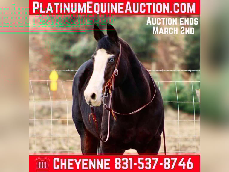 American Quarter Horse Merrie 13 Jaar 150 cm Zwart in Bitterwater CA