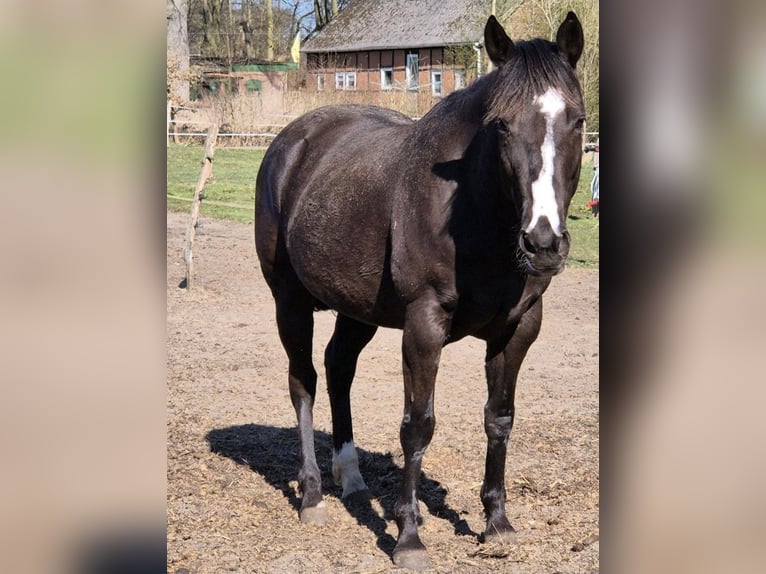 American Quarter Horse Merrie 13 Jaar 151 cm Zwart in Suhlendorf