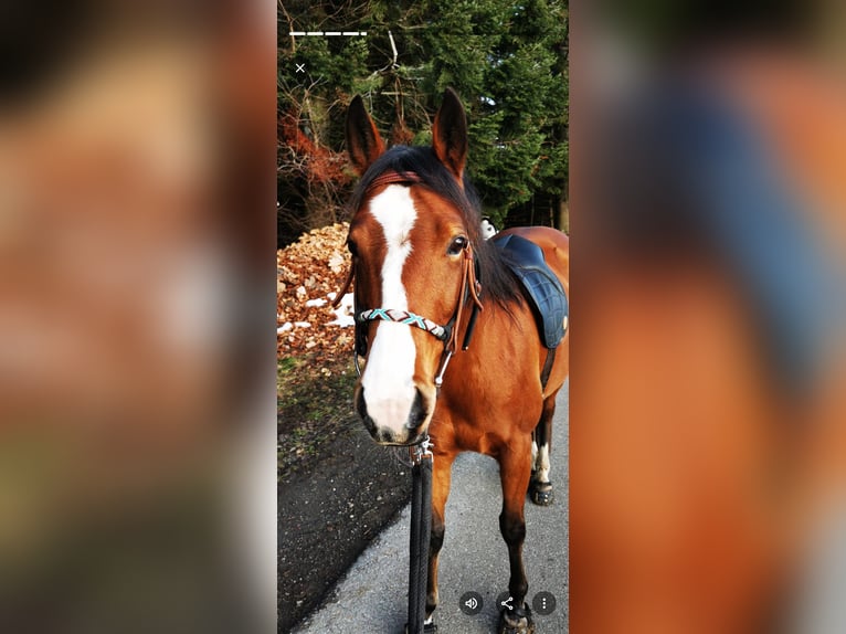 American Quarter Horse Merrie 13 Jaar 152 cm Bruin in Ebnet