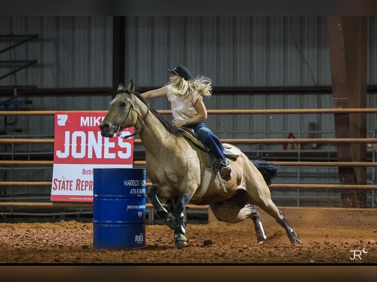 American Quarter Horse Merrie 13 Jaar 152 cm Buckskin in Quitman