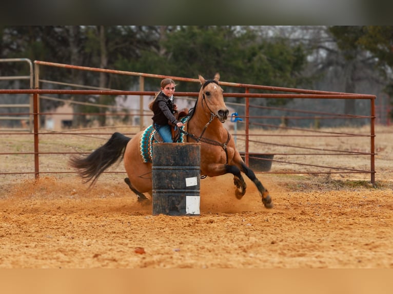 American Quarter Horse Merrie 13 Jaar 152 cm Buckskin in Quitman