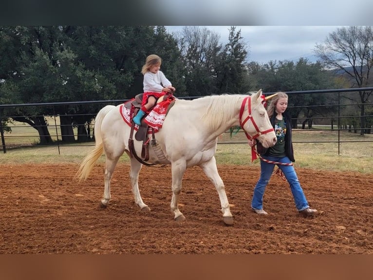 American Quarter Horse Merrie 13 Jaar 152 cm Cremello in Granbury