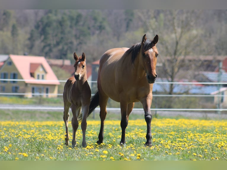 American Quarter Horse Merrie 13 Jaar 152 cm Dunalino in Ansbach