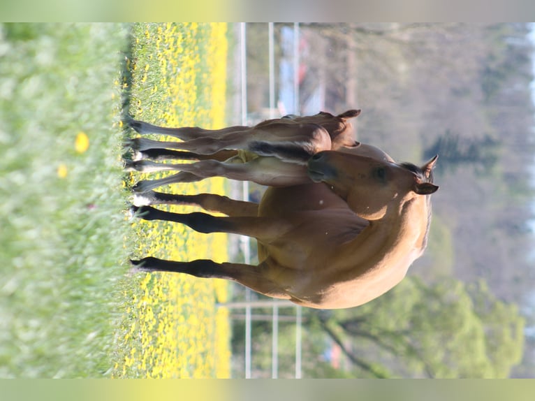 American Quarter Horse Merrie 13 Jaar 152 cm Dunalino in Ansbach