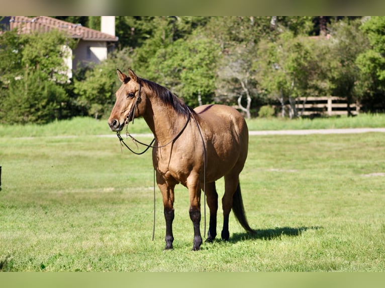 American Quarter Horse Merrie 13 Jaar 152 cm Falbe in King City
