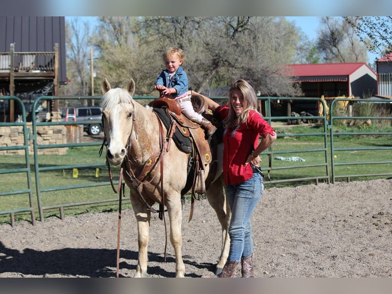 American Quarter Horse Merrie 13 Jaar 152 cm Palomino in Fort Collins Co