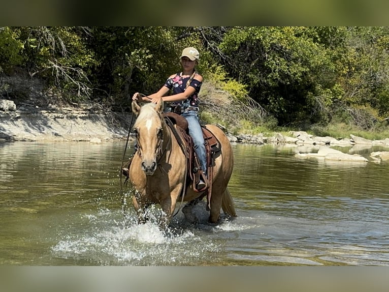 American Quarter Horse Merrie 13 Jaar 152 cm Palomino in Cleburne