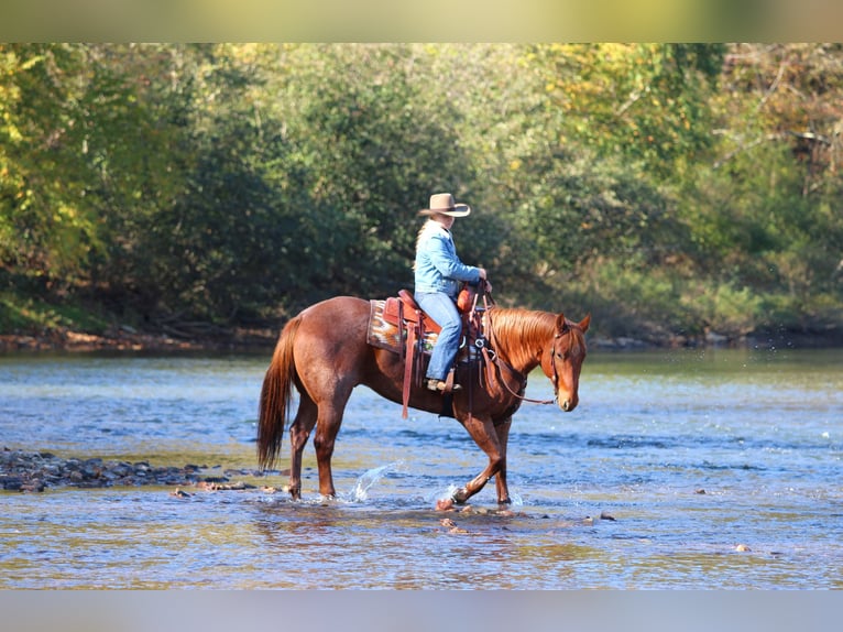 American Quarter Horse Merrie 13 Jaar 152 cm Roodbruin in Clarion