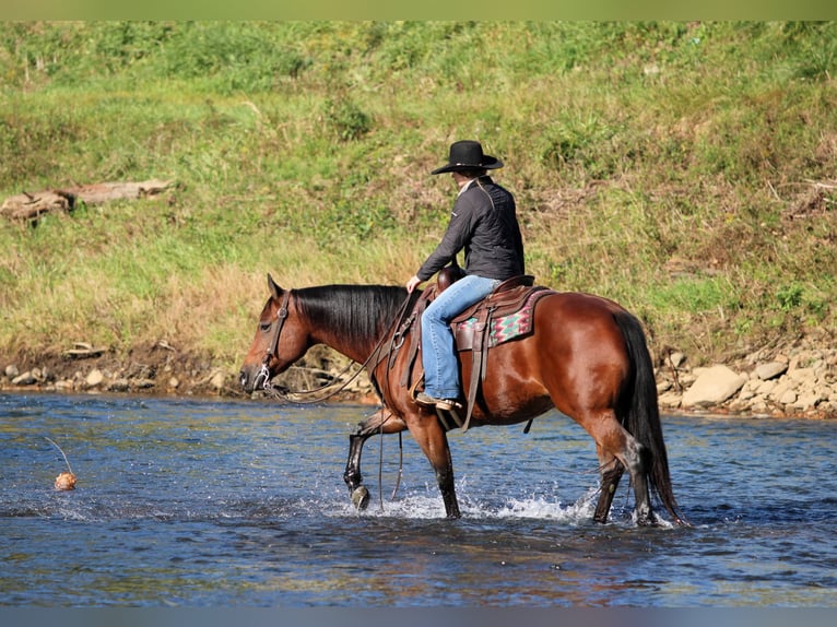 American Quarter Horse Merrie 13 Jaar 152 cm Roodbruin in Clarion