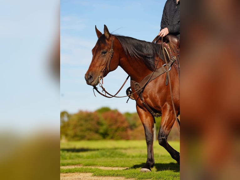 American Quarter Horse Merrie 13 Jaar 152 cm Roodbruin in Clarion