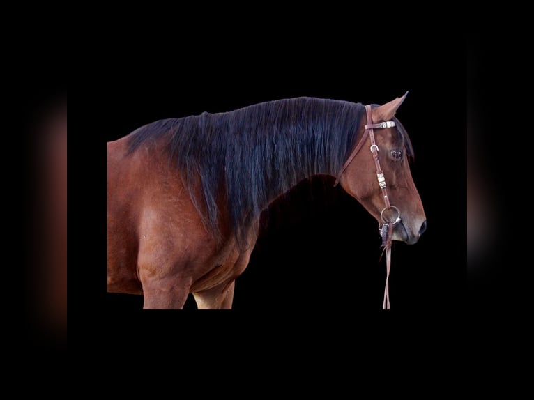 American Quarter Horse Merrie 13 Jaar 152 cm Roodbruin in Fort Collins