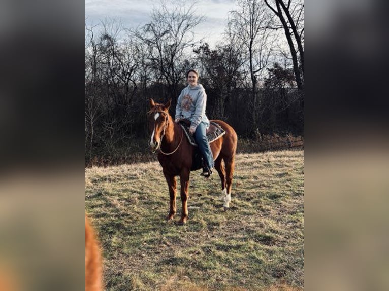 American Quarter Horse Merrie 13 Jaar 152 cm Roodvos in Paris