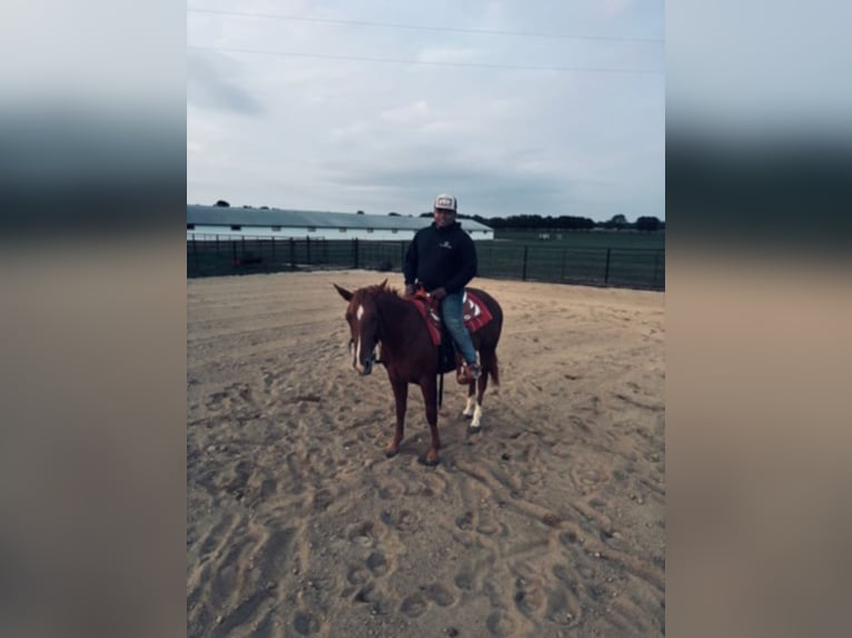 American Quarter Horse Merrie 13 Jaar 152 cm Roodvos in Paris