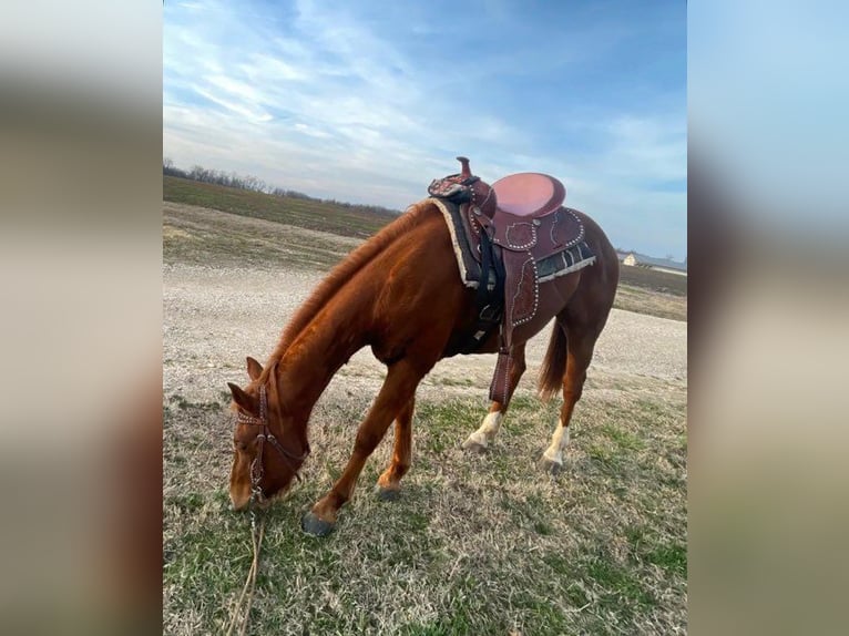 American Quarter Horse Merrie 13 Jaar 152 cm Roodvos in Paris