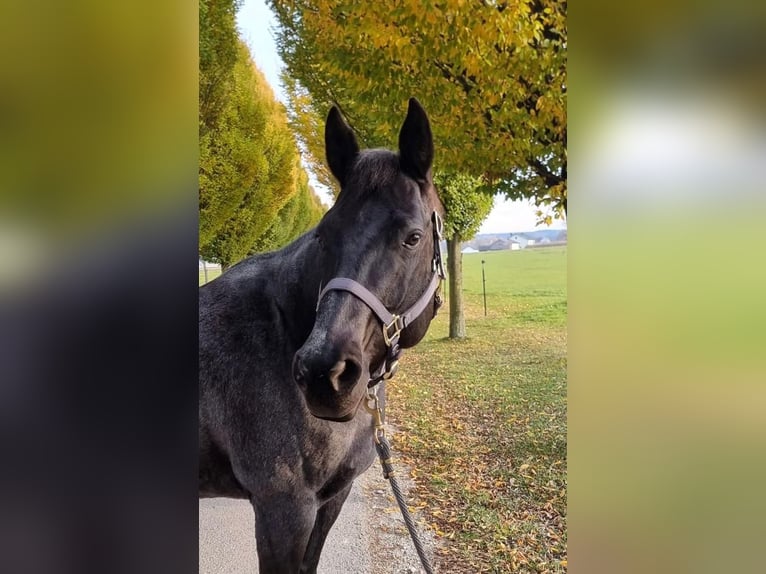 American Quarter Horse Merrie 13 Jaar 153 cm Roan-Blue in Simbach am Inn