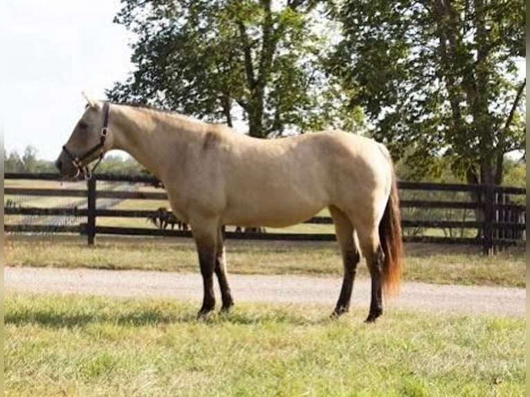 American Quarter Horse Merrie 13 Jaar 155 cm Buckskin in Versailles KY