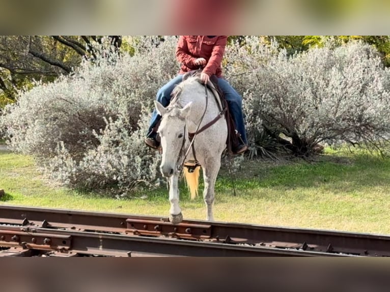 American Quarter Horse Merrie 13 Jaar 155 cm Schimmel in Weatherford TX