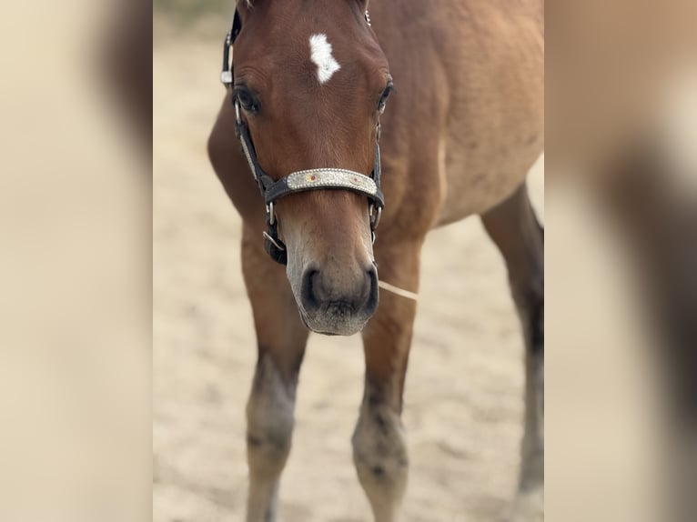 American Quarter Horse Merrie 13 Jaar 155 cm Zwart in Thodure