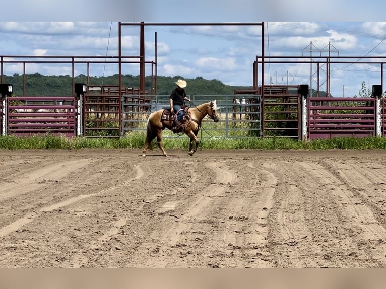 American Quarter Horse Merrie 13 Jaar 157 cm Palomino in Cannon Falls, MN