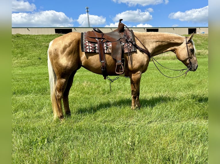 American Quarter Horse Merrie 13 Jaar 157 cm Palomino in Cannon Falls, MN