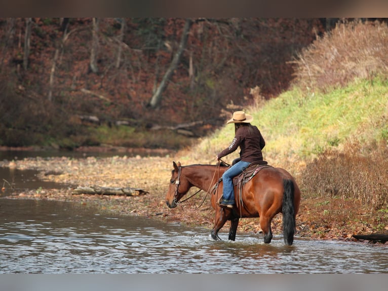American Quarter Horse Merrie 13 Jaar 157 cm Roodbruin in Clarion