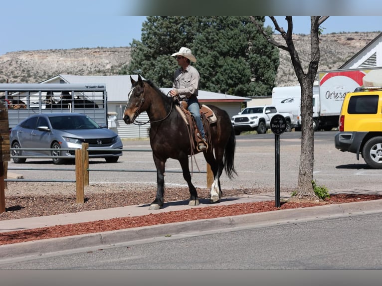 American Quarter Horse Merrie 13 Jaar 160 cm Roodbruin in Camp Verde AZ