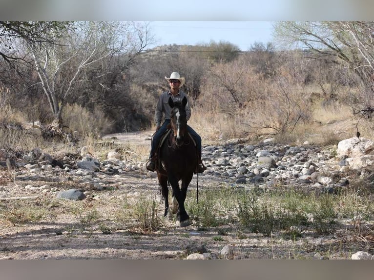 American Quarter Horse Merrie 13 Jaar 160 cm Roodbruin in Camp Verde AZ