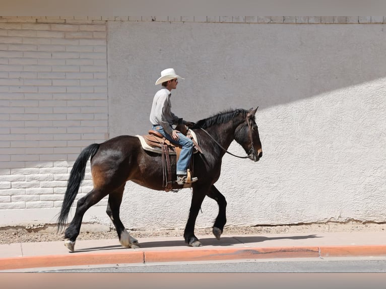 American Quarter Horse Merrie 13 Jaar 160 cm Roodbruin in Camp Verde AZ