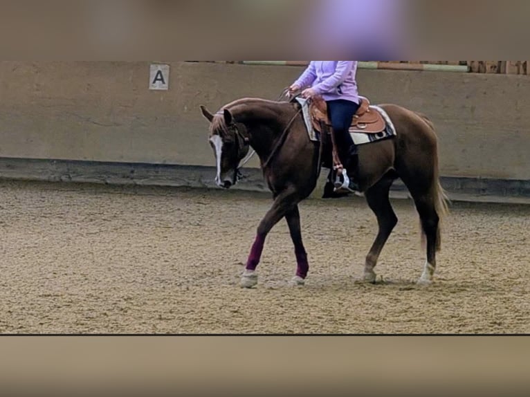 American Quarter Horse Merrie 13 Jaar 160 cm Vos in Bad Dürrheim
