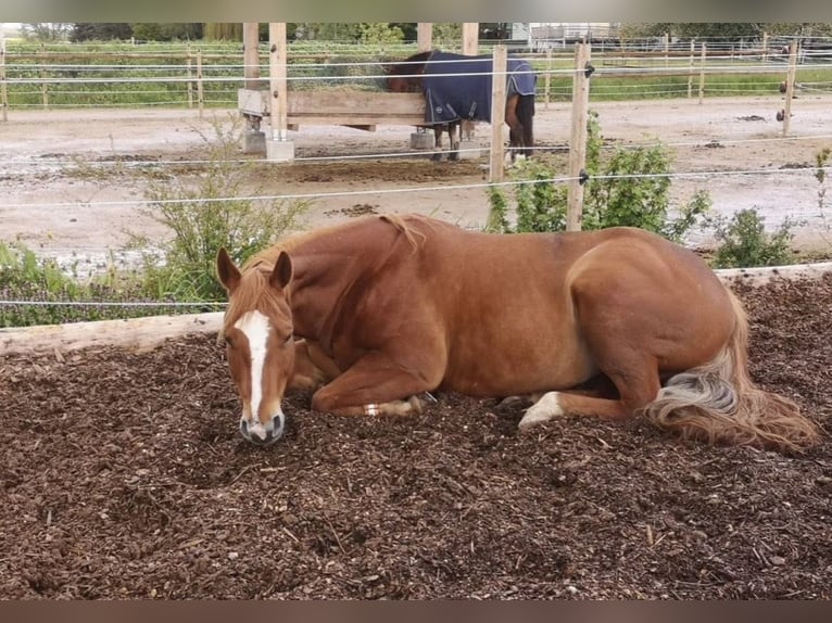 American Quarter Horse Merrie 13 Jaar 160 cm Vos in Bad Dürrheim