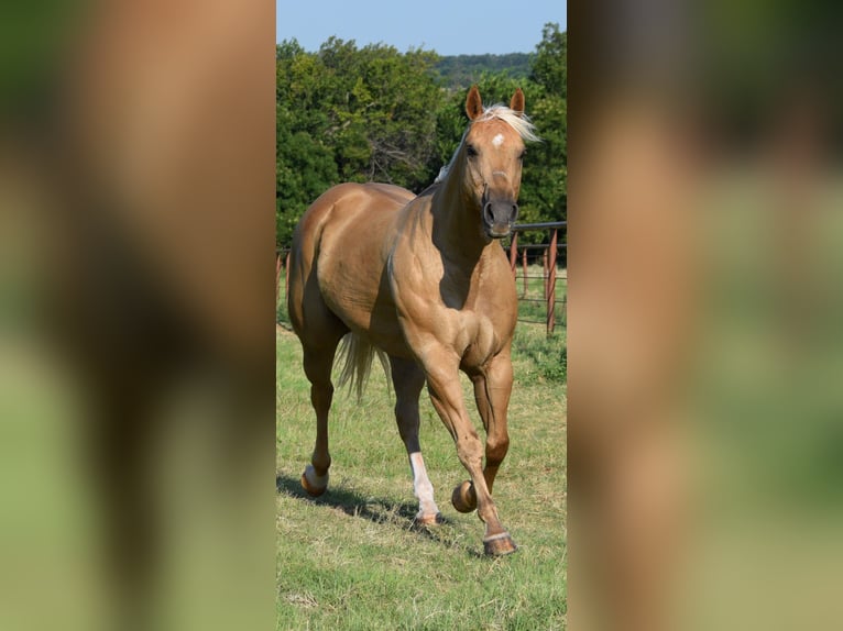 American Quarter Horse Merrie 13 Jaar 165 cm Palomino in Crescent