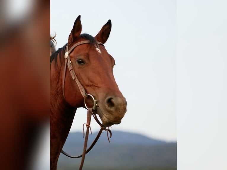 American Quarter Horse Merrie 13 Jaar Bruin in Arnbruck
