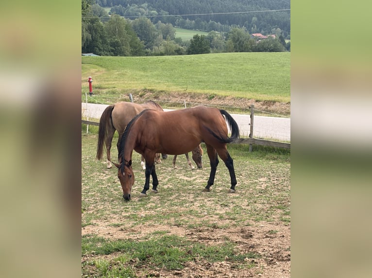 American Quarter Horse Merrie 13 Jaar Bruin in Arnbruck