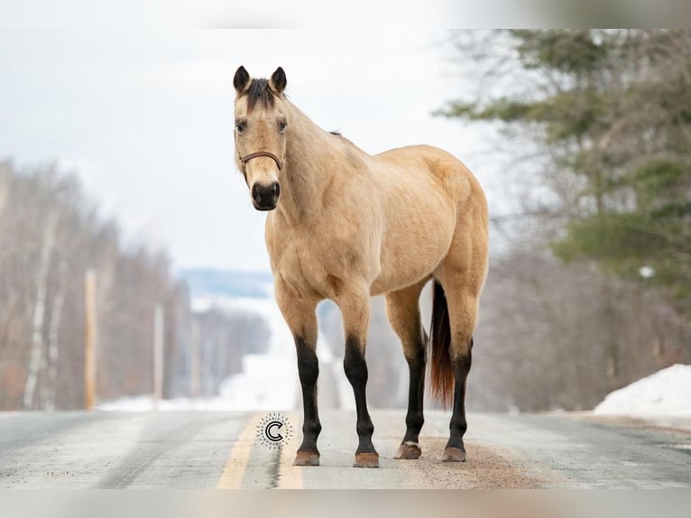 American Quarter Horse Merrie 13 Jaar Buckskin in Clayton, WI
