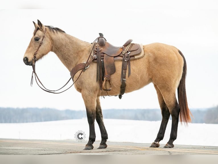 American Quarter Horse Merrie 13 Jaar Buckskin in Clayton, WI