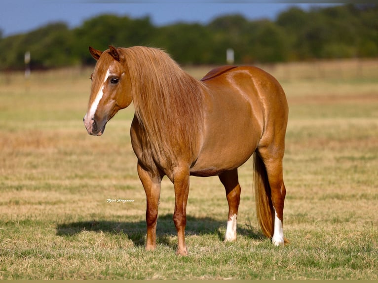 American Quarter Horse Mix Merrie 13 Jaar Roodvos in Weatherford